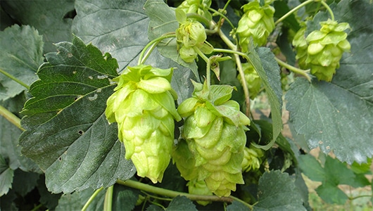 Cultivar