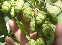 フラノスペシャルの球花