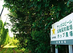協働契約栽培のホップ農場