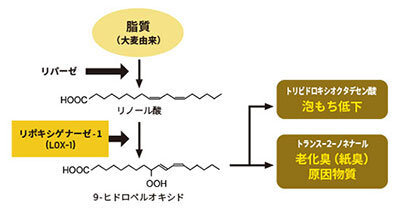 ビールのおいしさを損なう、脂質酸化のメカニズム