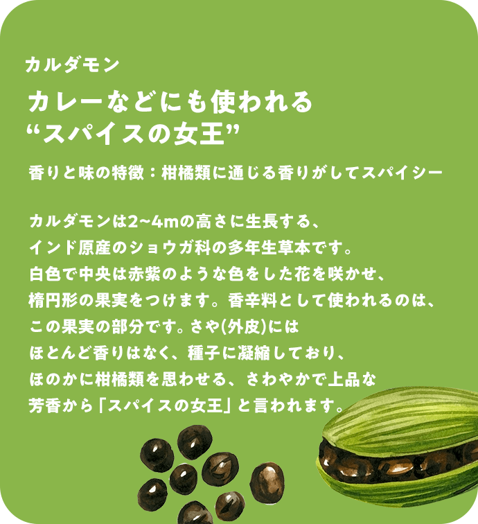 カルダモン カレーなどにも使われる“スパイスの女王” 香りと味の特徴：柑橘類に通じる香りがしてスパイシー カルダモンは2~4mの高さに生長する、インド原産のショウガ科の多年生草本です。白色で中央は赤紫のような色をした花を咲かせ、楕円形の果実をつけます。香辛料として使われるのは、この果実の部分です。さや(外皮)にはほとんど香りはなく、種子に凝縮しており、ほのかに柑橘類を思わせる、さわやかで上品な芳香から「スパイスの女王」と言われます。