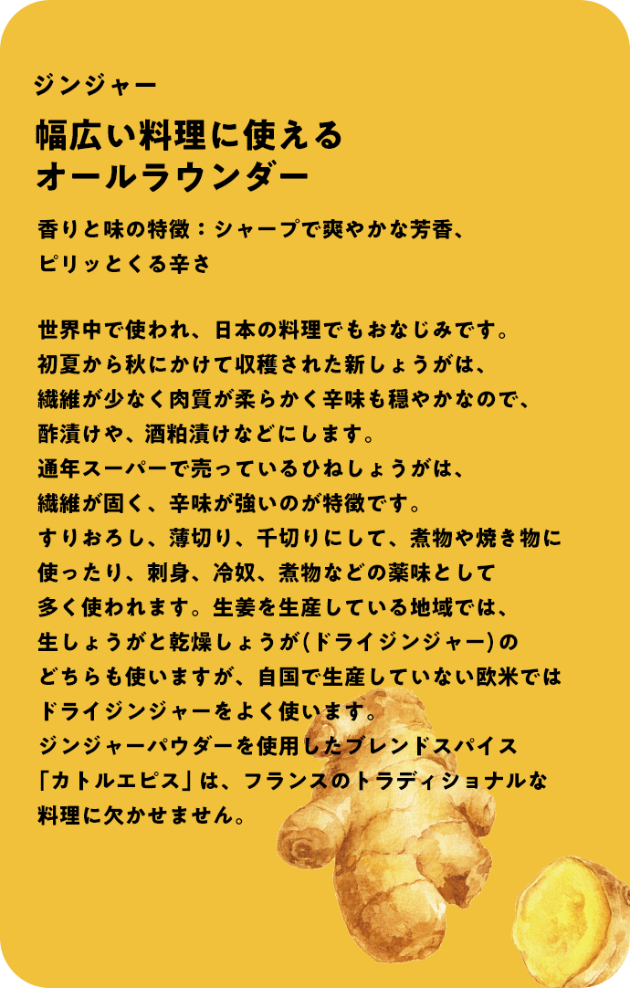 ジンジャー 幅広い料理に使えるオールラウンダー 香りと味の特徴：シャープで爽やかな芳香、ピリッとくる辛さ 世界中で使われ、日本の料理でもおなじみです。初夏から秋にかけて収穫された新しょうがは、繊維が少なく肉質が柔らかく辛味も穏やかなので、酢漬けや、酒粕漬けなどにします。通年スーパーで売っているひねしょうがは、繊維が固く、辛味が強いのが特徴です。すりおろし、薄切り、千切りにして、煮物や焼き物に使ったり、刺身、冷奴、煮物などの薬味として多く使われます。生姜を生産している地域では、生しょうがと乾燥しょうが(ドライジンジャー)のどちらも使いますが、自国で生産していない欧米ではドライジンジャーをよく使います。ジンジャーパウダーを使用したブレンドスパイス「カトルエピス」は、フランスのトラディショナルな料理に欠かせません。