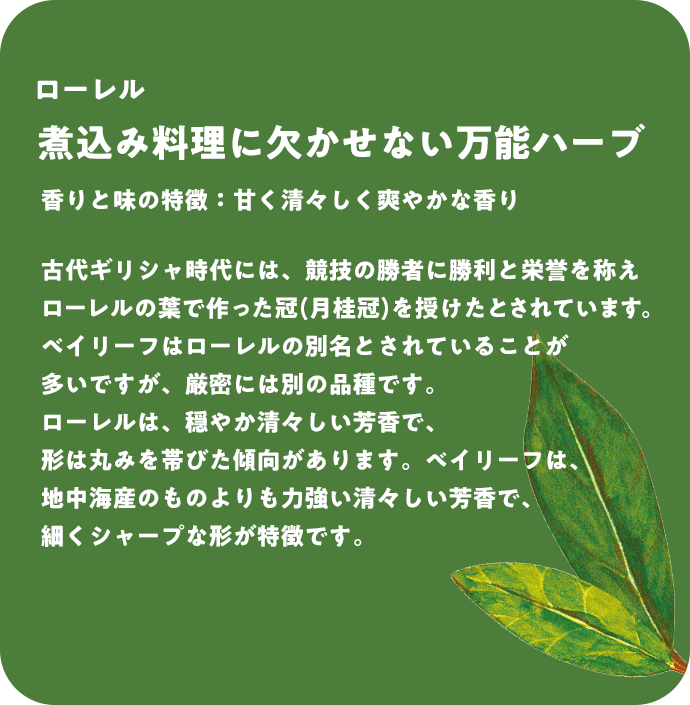 ローレル 煮込み料理に欠かせない万能ハーブ 香りと味の特徴：甘く清々しく爽やかな香り 古代ギリシャ時代には、競技の勝者に勝利と栄誉を称えローレルの葉で作った冠(月桂冠)を授けたとされています。ベイリーフはローレルの別名とされていることが多いですが、厳密には別の品種です。ローレルは、穏やか清々しい芳香で、形は丸みを帯びた傾向があります。ベイリーフは、地中海産のものよりも力強い清々しい芳香で、細くシャープな形が特徴です。
