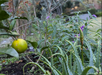 Efforts to Coexist with Nature Focusing on Foodscaping