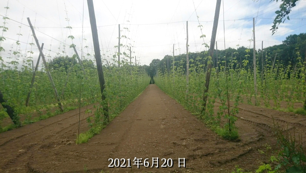 SORACHIACE CALENDER 2021.06.20-07.19