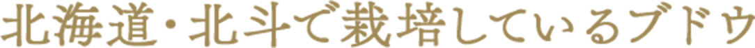 北海道・北斗で栽培しているブドウ